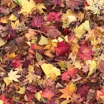 imutan88's profile picture. 人見知りにつき、こっそりのぞき見 こっそりフォロー お許しを…