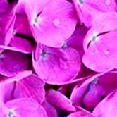 vergemanvergem1's profile picture. pixiesongs 또한 나는 당신이 사진들에서 매력적으로 보인다는 기사를 읽었고 당신은 러셀 브랜드와 사귀었어야 했다