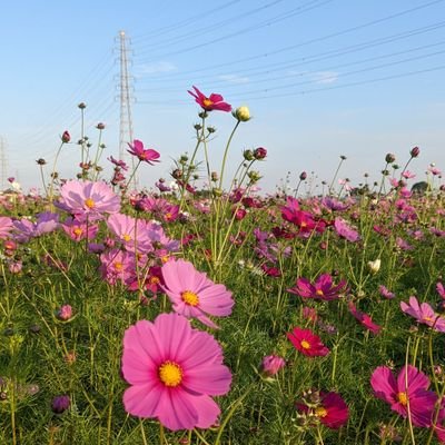 BG27j9VC4bDcqcU's profile picture. 主婦スタの中の人 緩~く住み分け中 コッチは基本プライベート たまに間違えます😂/寺社仏閣/和太鼓/ガーデニング/空/花/猫…etc… 保護猫２匹(キジ白♂だいちゃん・サビ♀きーちゃん)