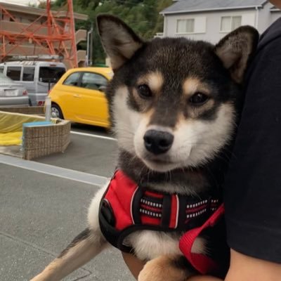 2022/10/19 愛犬のハチ子が行方不明→2022/12/3 無事保護できました！ Twitterに不慣れですのでいろいろとご容赦ください。