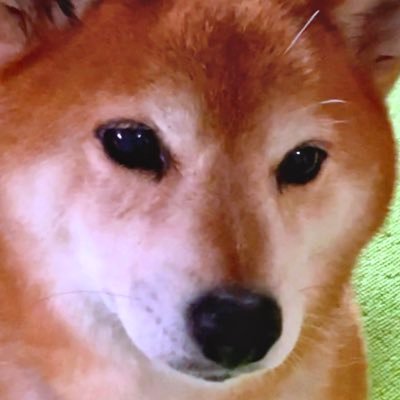 2012年12月12日生まれのゴマ柴です。 2023年に慢性腎不全と診断されました。2024年に慢性膵炎の診断も受けました。少しでも元気でいられるよう頑張ります。たま〜にYouTubeにはちの動画を投稿しています!