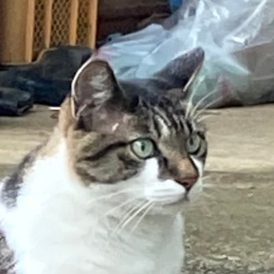 Rider_niboshi's profile picture. 猫と温泉とスキー好きのリターンライダーです。GSX250R、GSX1100Sカタナに乗ってます。 上野村、有間ダム、奥多摩、秩父、山梨辺りを行ったり来たり。 ライダーのみなさん仲良くしてください(^O^) 🤲地域猫のポストも多め📮無言フォロー失礼します🙇‍♀️