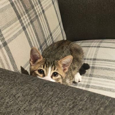 baharzzt's profile picture. bu bir direniş değil