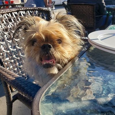 WmmMullen's profile picture. God fearing Patriot, Proud Husband & Father. Cynicus Maximus - Official Keeper of The Chalice of Liberal Tears. Too damn cheap to pay for the blue checkmark!