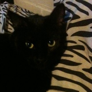 spoookykitty's profile picture. asshole/@twiggymn/treez/hate/metal/cat thangz