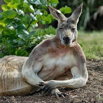 Alpha Male 1st. Too manly for Australia. I love the Jesus, sports, republicans and kangaroos.  if you can’t figure it out it’s a parody