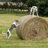 Finlay & Archie Whippets(@Andy_GKandC) 's Twitter Profile Photo
