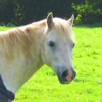 Horse4PM(@Horse4PM) 's Twitter Profile Photo