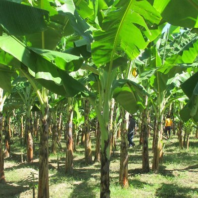 MADUKA-DON AGRO-ALLIED&AGRO-TECH LTD applys-Harmonized solid Waste Culture-and eco-green technologies to regenerate DEGRADED LANDS for food crop production