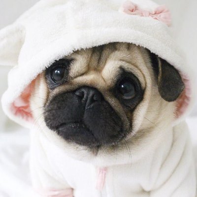 Welcome to Pug Lovers Community 
Get Daily post and Follow Me