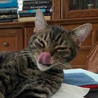 Frankie Tweets (@blreitenga) 's Twitter Profile