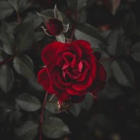 Waiting for Kim Youngjo🌹, Oneus ot6 forever🌏🌛 (@jannarv2) 's Twitter Profile