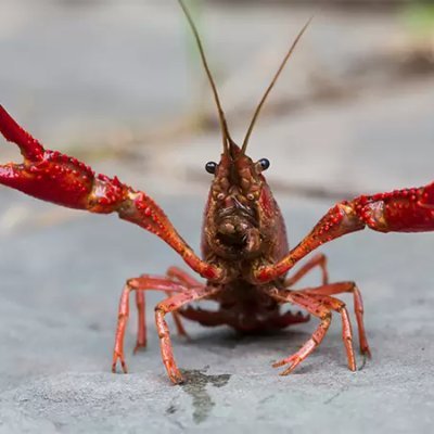 Crayfish Kun