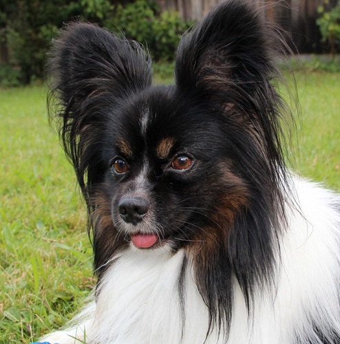 Mit meinem Blog will ich Hundebesitzern alle wichtigen Informationen rund um Welpenfutter und Hundefutter bieten.