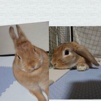 P-chan.rabbit (@pchanrabbit) 's Twitter Profile