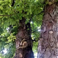 Green is a mission (@greenisamissio1) 's Twitter Profile
