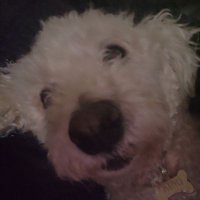 Jenny King (@freakishkinger) 's Twitter Profile