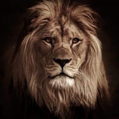 theliondudeさんのプロフィール画像