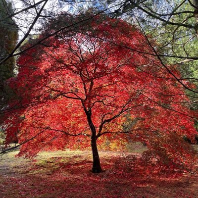 Official tweets from Dawyck Botanic Garden, Stobo, Scottish Borders. https://t.co/IKy1mn3yq4 | 01721 760254