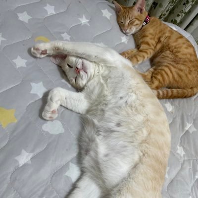 黒猫のあんこ🐱と白猫のガンダム🐱ととら猫のちくわ🐱フトアゴヒゲトカゲの桜呀🦎と(Lazuさん 🦎永眠しました。)ヒョウモントカゲモドキのCrush🦎と(コーンスネークの紅さん🐍永眠しました)の日々の記録垢 フトアゴヒゲトカゲ大好き #フトアゴヒゲトカゲ #爬虫類 #ヒョウモントカゲモドキ