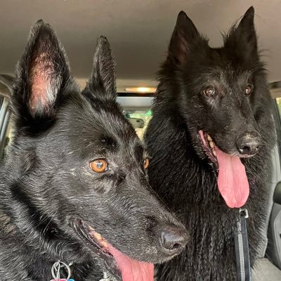 Living best life w/ Belgian Sheepdog (Groenendael) & rescue GSD.