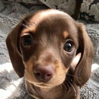 🇺🇸 DACHSHUND 🇺🇸 (@cutedachshund) 's Twitter Profile