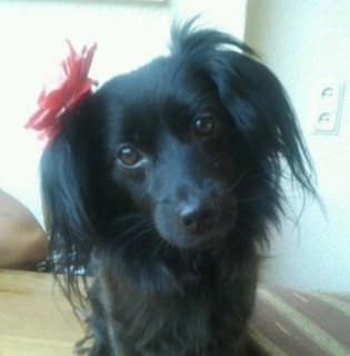 Kiss4Lady's profile picture. ik ben een leuk hondje. ik kan af en toe wel blaffen maar, dat is alleen om mijn baasjes te beschermen. dat begrijp je toch ook wel. 
xxx-lady-xxx