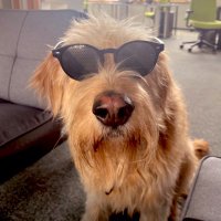 Ash the Vexl Dog (@ashthevexldog) 's Twitter Profile