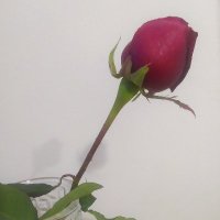 4641istEvlicift (@cift4540ist) 's Twitter Profile