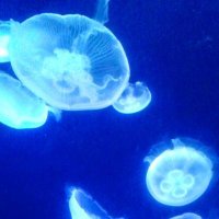 Kona.こな🛸COSMO🛸 (@kona24365524) 's Twitter Profile Photo