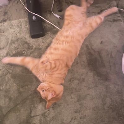 関西ORT男子(おじさん) 出会いは大切にしてますが人を見知りますw 得意技は車いじり🛠️ 猫好き🐈 キャンパー🔰 常識はあります 鍵垢フォローのみは🙅