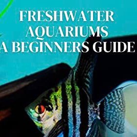 FirstAquarium's profile picture. Author of “FRESHWATER AQUARIUMS A BEGINNERS GUIDE: EVERYTHING YOU NEED TO KNOW FOR YOUR FIRST FRESHWATER AQUARIUM”. Owner of 19 aquariums!!