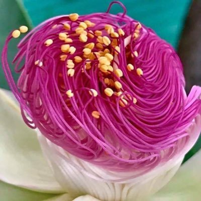 niratonton's profile picture. Xは🔰のまま💦/ 身体のメンテナンスが必要な年齢になりました/添加物をなるべく摂らない食生活を心がけています。