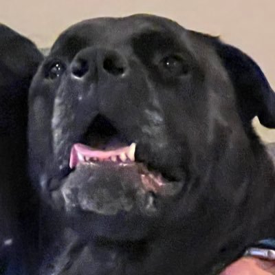 bama20191's profile image