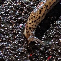 Chad Thompson (@cahdsux) 's Twitter Profile