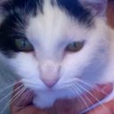 Frank Singh - @faingh397 - Twitter