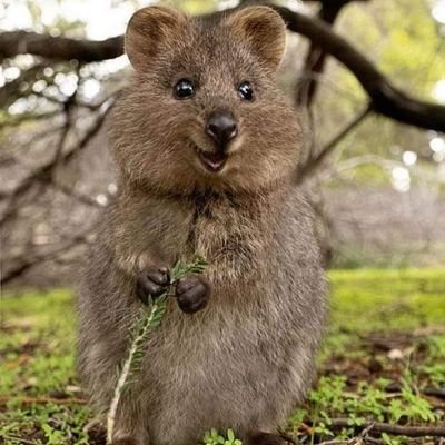 qsj_1999's profile image