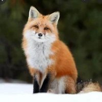 Zerina Fox (@aniron1966) 's Twitter Profile