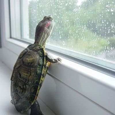 WrongedTurtle's profile picture. 