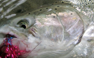 Steelhead Fly Fishing Forums is a newer online discussions place for anglers from around the globe to find and share fly fishing information.