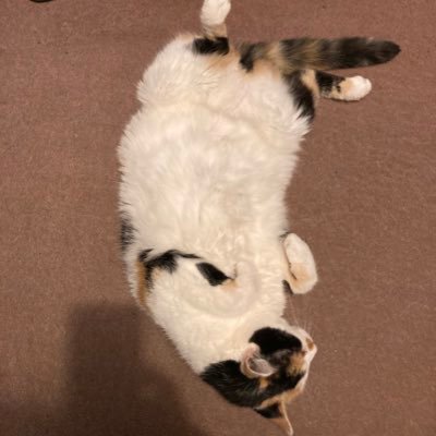 Kermitmonster's profile picture. 