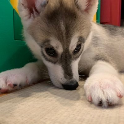 2022/7/8生まれ♀ / 初めて犬っぽい猫を飼った一家🙋♂️🙋🏻♀️👶とモモ🐶🐱の七転八倒の日々をお届けします。Xは🙋🏻♀️担当。その他は🙋♂️。F&Rご自由になさってください。写真の無断転載は禁止です⚠️