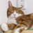 石コロ猫のアイコン