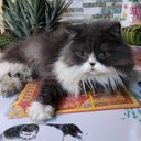 Thuy Chu - @ThuyChu56906220 - Twitter