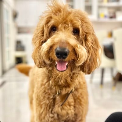 yifan321's profile picture. 