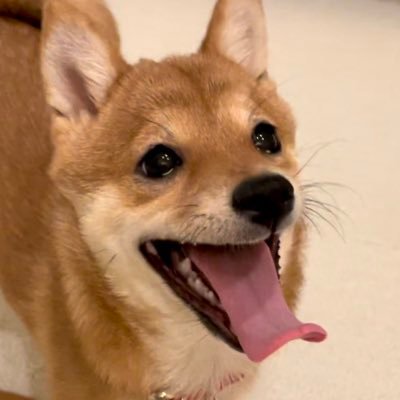 2022年5月11日生まれ。豆柴こうめ(女の子)と言いいます。JAPAN🇯🇵.Instagram、YouTubeにてこうめの成長を記録していきます!Twitterは家族で投稿していきます♪#豆柴 #柴犬