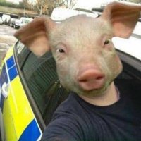 Dan (@dannypig24) 's Twitter Profile