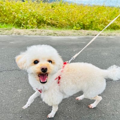 mon92326704's profile picture. 2019年4月に微小変化型ネフローゼ症候群になりました。 2019年8月再発。 9月19日再入院。10月15日退院。2020年12月18日再発。28日再入院。1月6日退院。自分の病気の事がまだあまり分かってなくて情報が欲しくて作りました。 Twitter初心者です。 ときどき愛犬の事もつぶやきます🐩