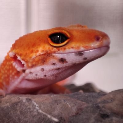 にさんのプロフィール画像