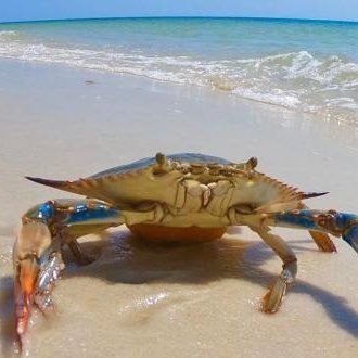 just a crab stuck in a human body. Not actually a blue crab, but a parody of one (is this good enough for the legal dept.?)